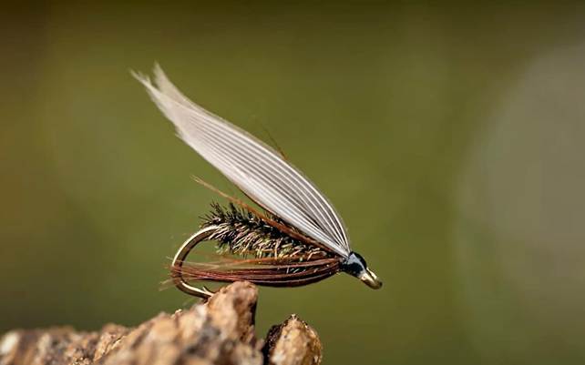 The Leadwing Coachman | MidCurrent